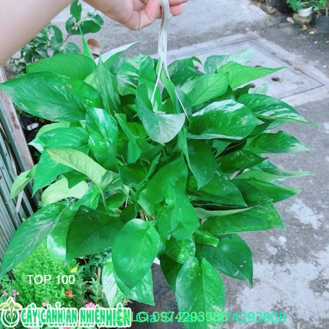 Trầu bà thái xanh size lớn