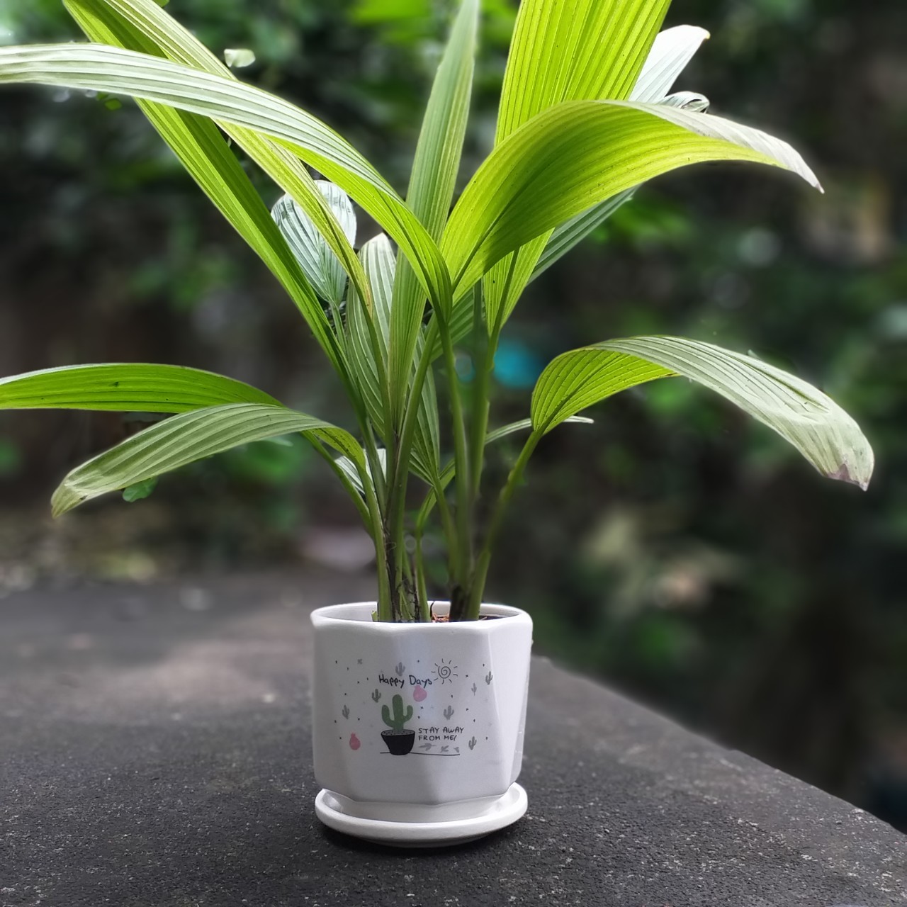 Chậu cây Sâm cau (03 cây/chậu)