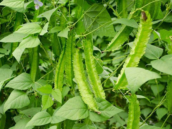 Hạt Giống Đậu Rồng hat giong dau rong (20Gr)