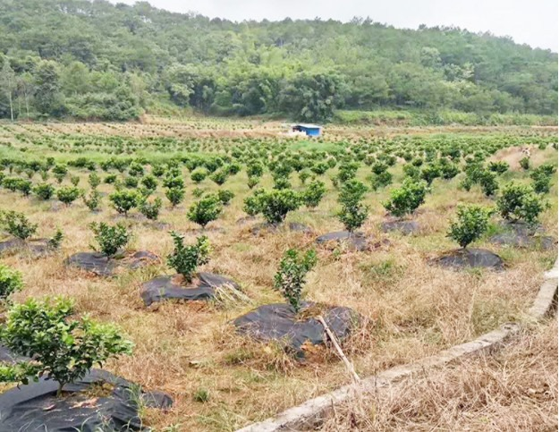 Bạt phủ đất chống cỏ, Bạt phủ đất trồng cây, Bạt phủ đất nông nghiệp