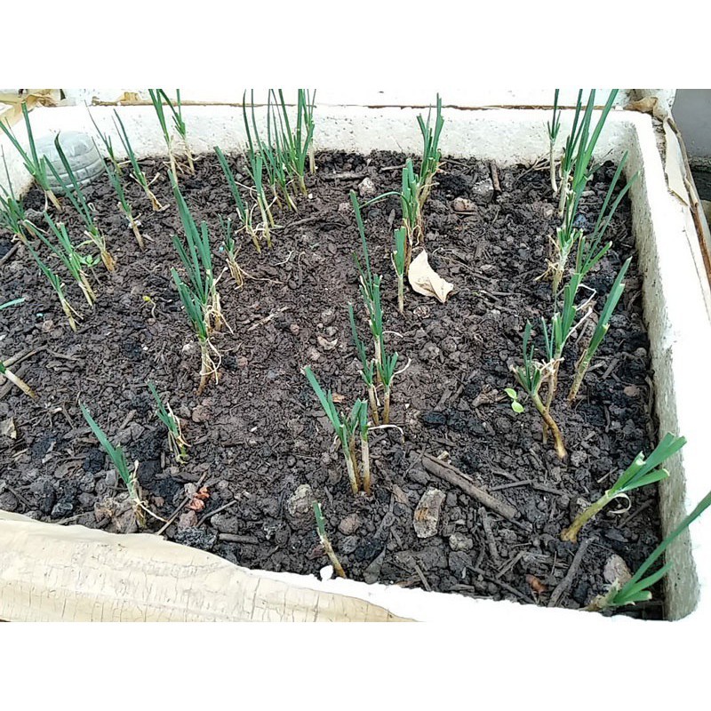 Hạt Giống Hẹ Cao Sản PhuNongSeeds - 2g