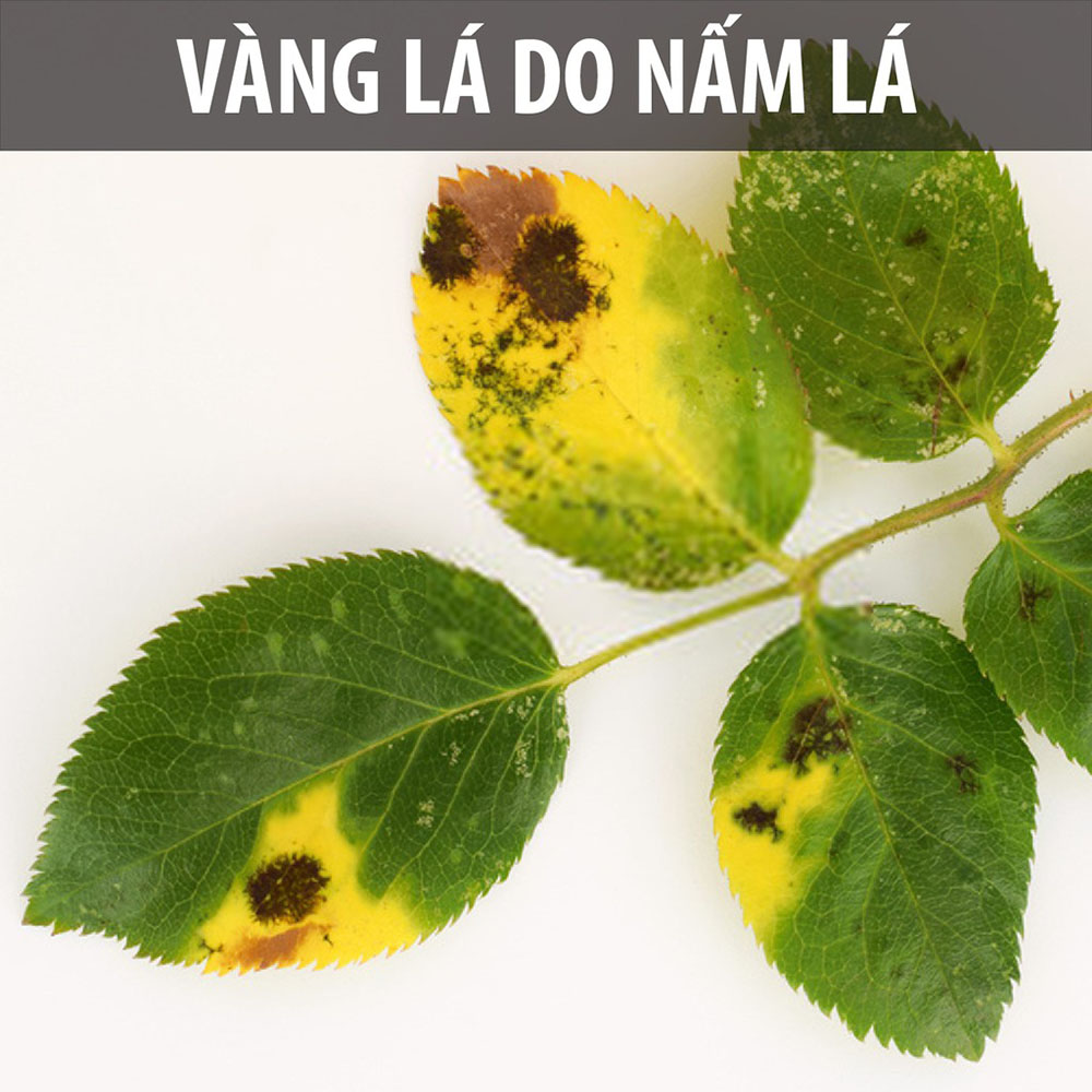 [HCM]Dầu Neem nguyên chất ép lạnh - ban công xanh