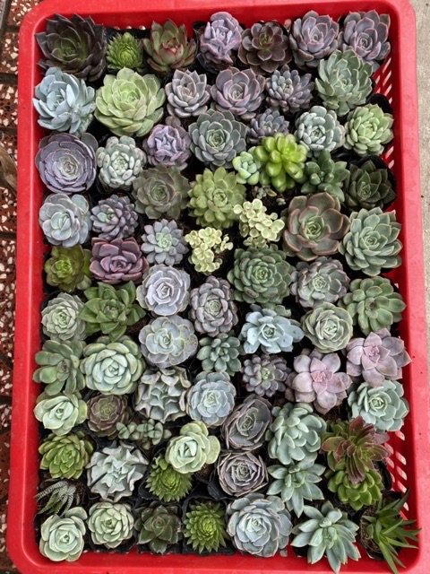 COMBO 10 SEN ĐÁ TO, ĐẸP 4-7CM (CÂY KHOẺ, PHÁT TRIỂN TỐT)