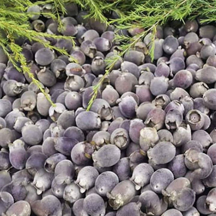 quả sim rừng khô 1kg