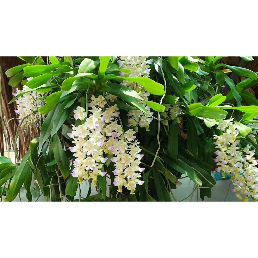 3 cây lan rừng giáng hương lan tam bảo sắc - hàng chuẩn rừng cây to - hoa siêu đẹp, thơm