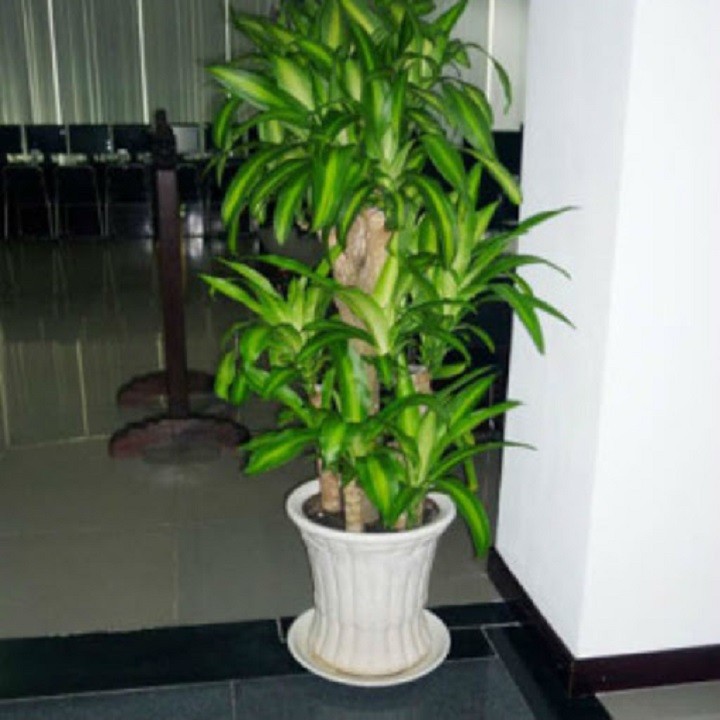 chậu thiết ghép (thiết mộc lan) cây phong thủy