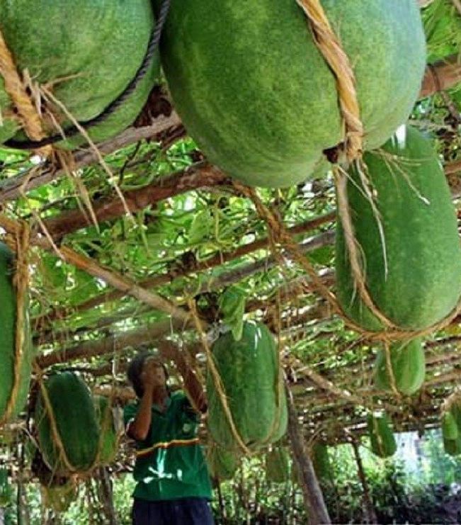 " Gói 5 "Hạt Giống Bí Đao Khổng Lồ [Seeds]