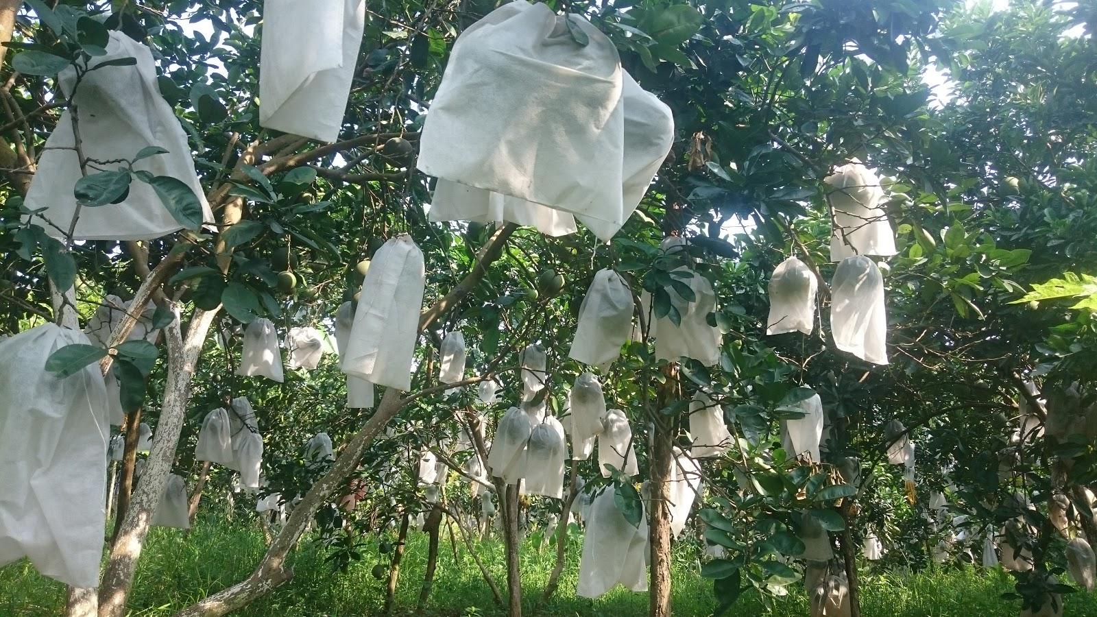100 Túi bọc trái (bưởi, xoài, nhãn,ổi ...) ổi