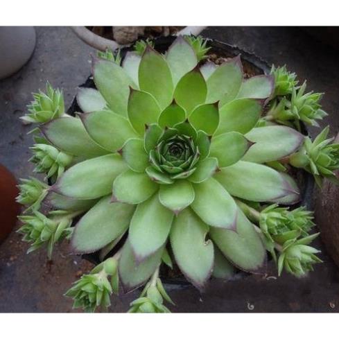 100 hạt giống hoa sen đá kim cương