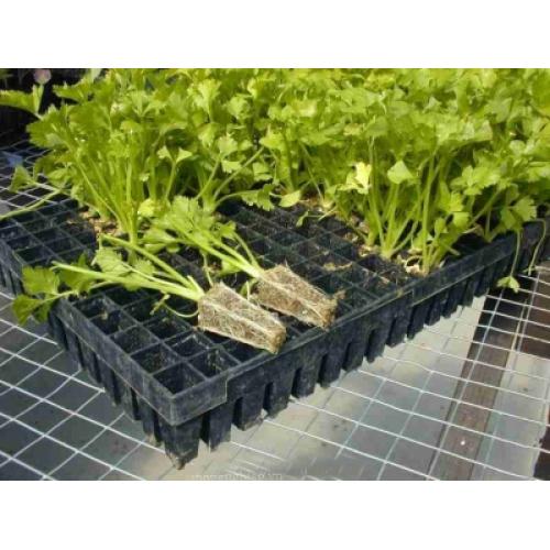 Hạt Giống Cần Tây Thera Rạng Đông Gói 5Gram