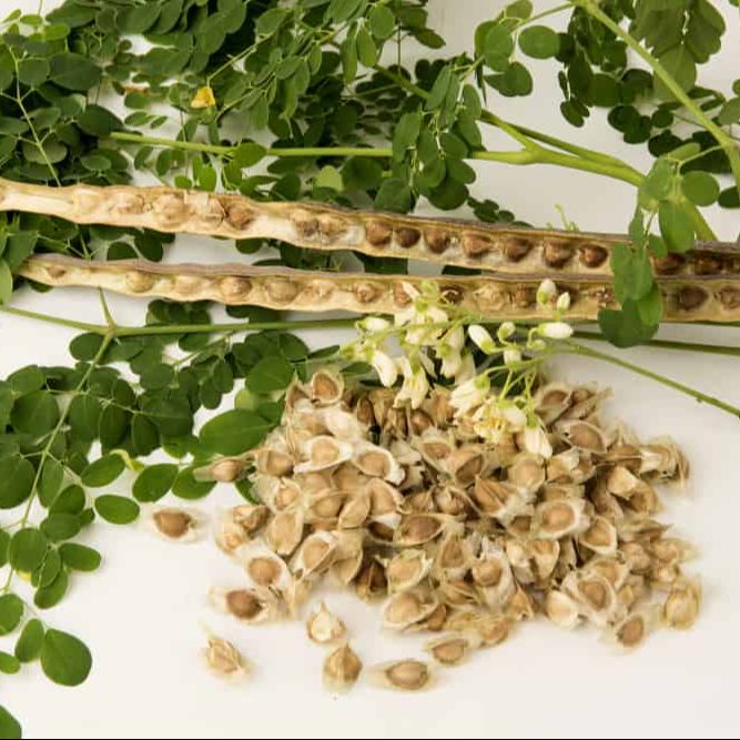 Hạt giống Chùm Ngây 03 (2g~10 hạt) nhiều công dụng, trồng quanh năm, tuổi thọ 5 năm - Hạt giống Rạng Đông