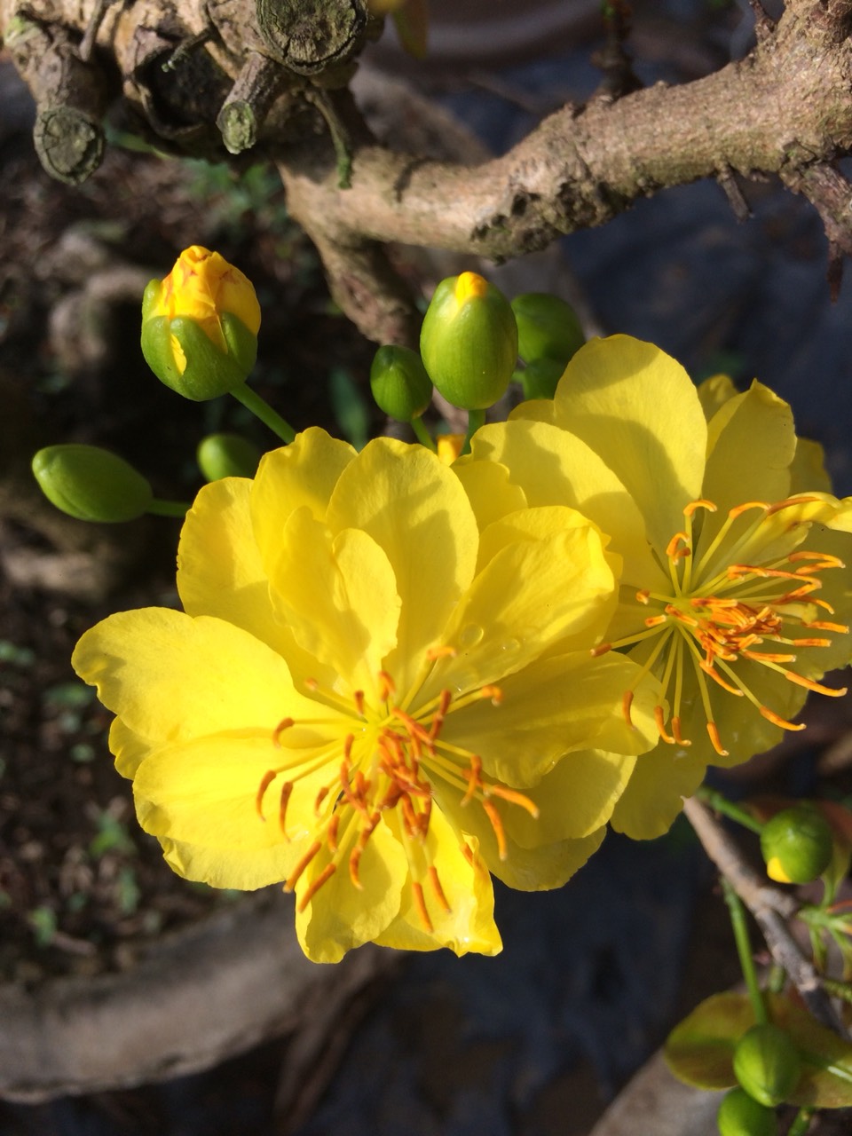 [Học Viện Nông Nghiệp I] 2 Cây Mai Huỳnh Tỷ