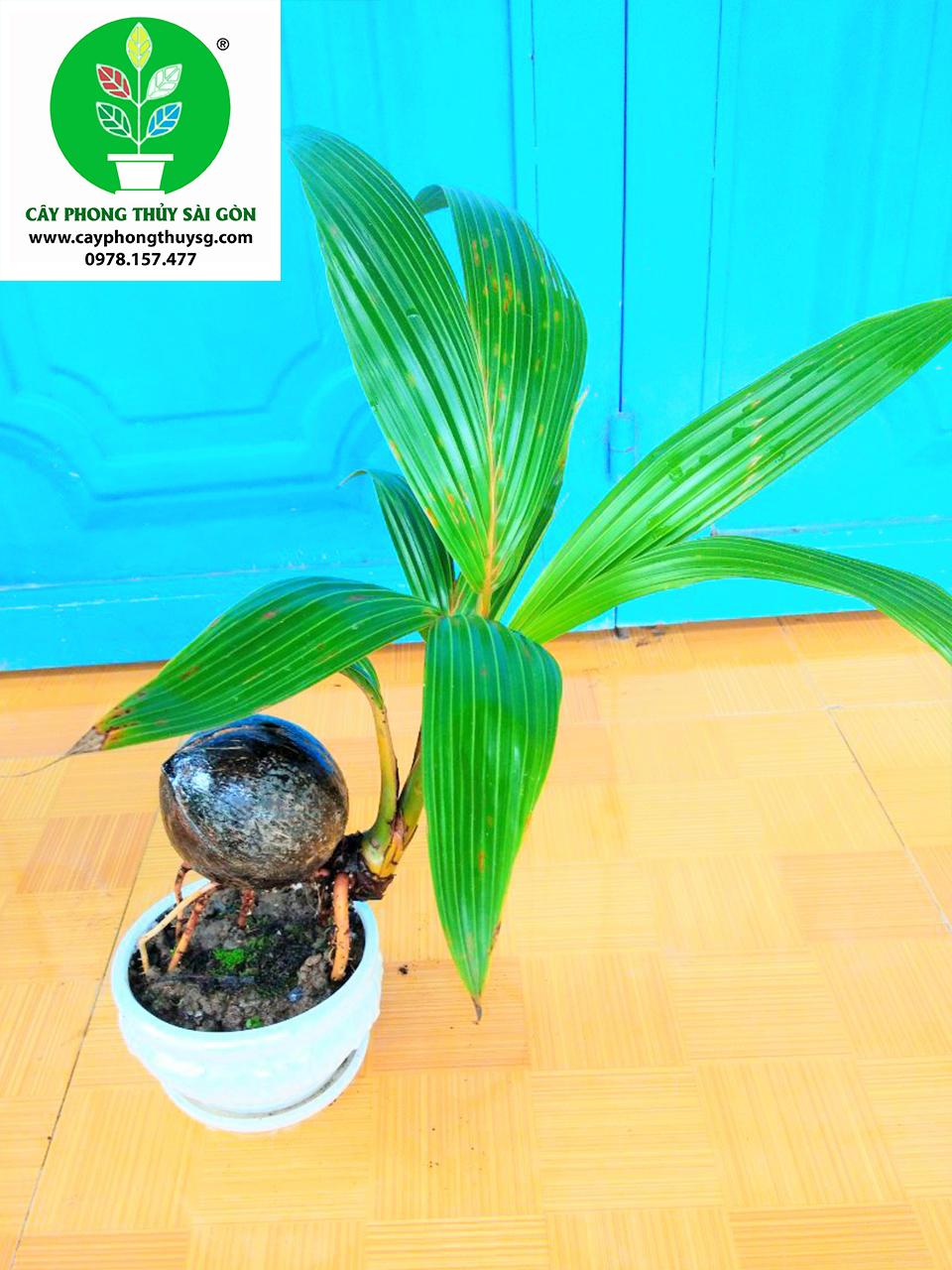 Dừa Bonsai Kiểng văn phòng