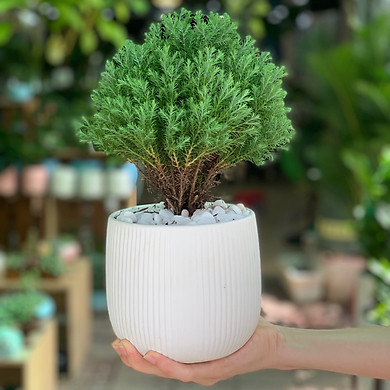 CHẬU CÂY TÙNG BỒNG LAI