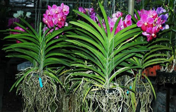 COMBO 5 CÂY GIỐNG LAN VANDA THÁI ĐỦ MÀU