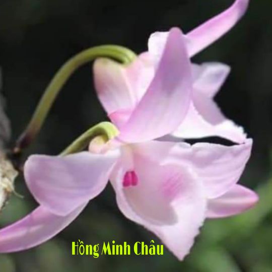Chậu hoa lan phi điệp hồng minh châu cây giống cấy mô siêu đẹp cây cực đẹp