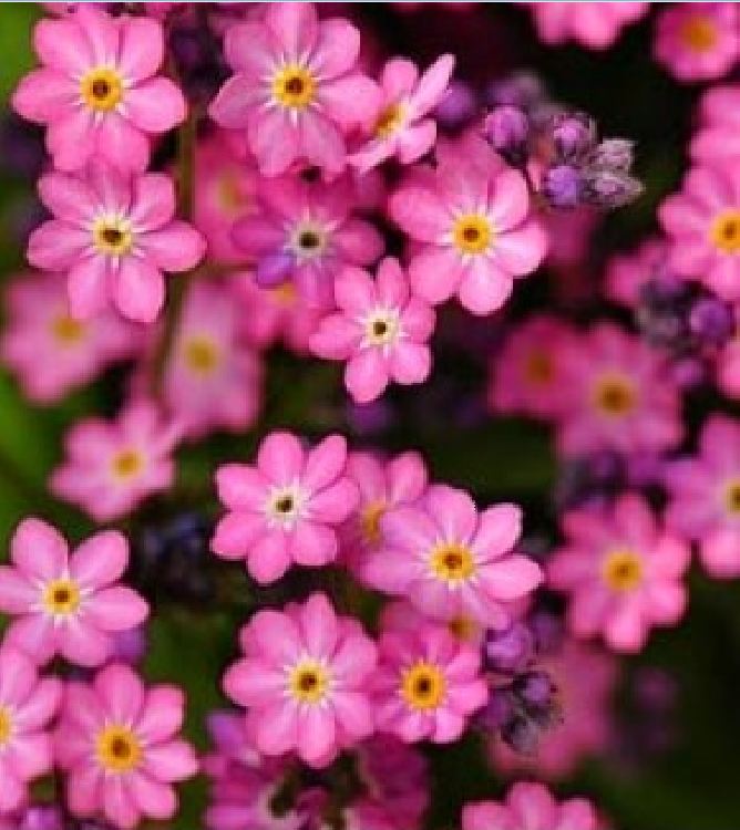 "Gói 100 Hạt " Hạt giống hoa lưu ly hồng