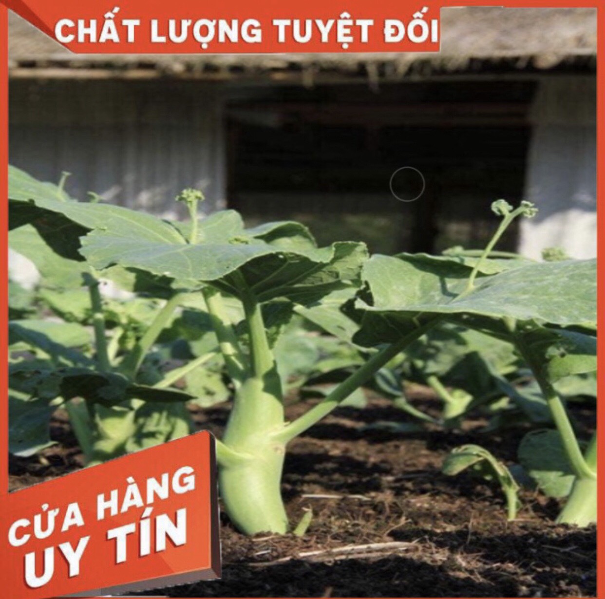 HẠT GIỐNG CẢI NGỒNG LÀN CẢI RỔ NHẬP KHẨU