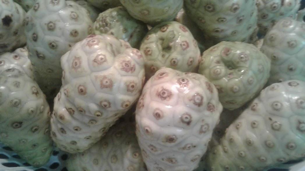 Trái nhàu khô - gói 500g
