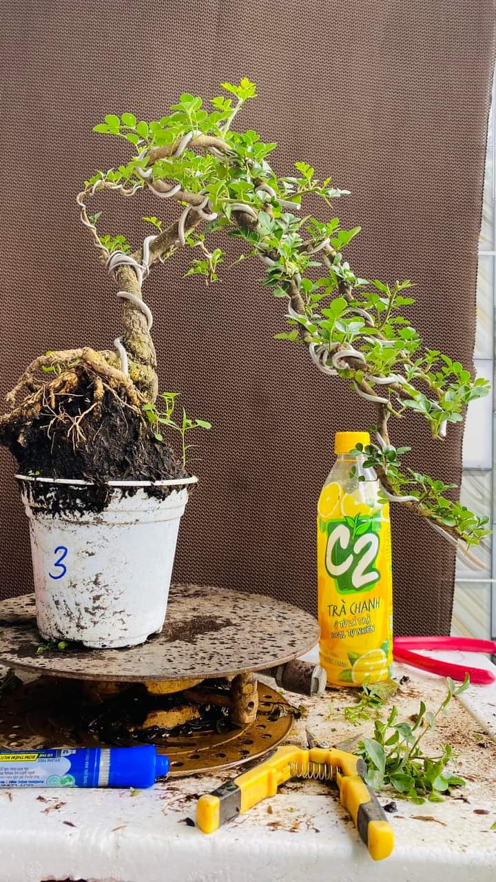 CÂY CẦN THĂNG BONSAI ĐỂ BÀN