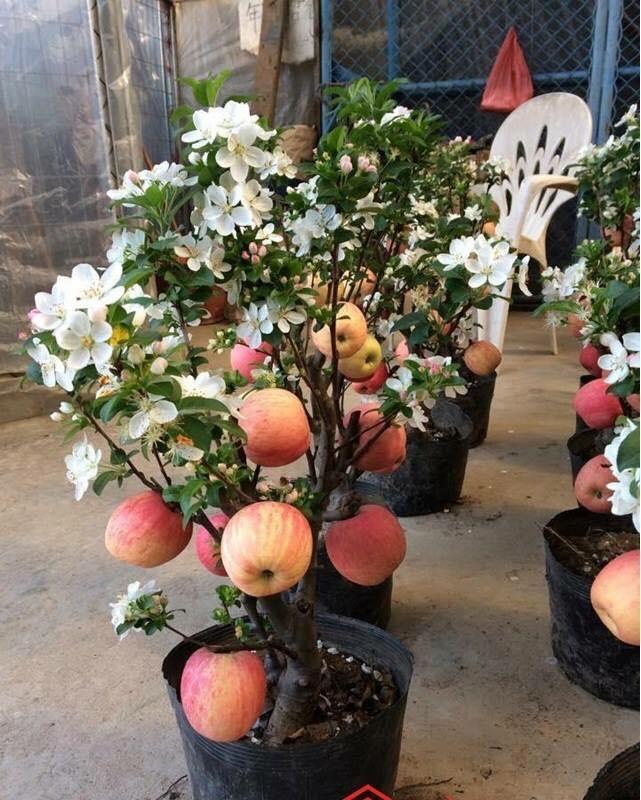 GÓI 5 HẠT GIỐNG TÁO LÙN ĐỎ