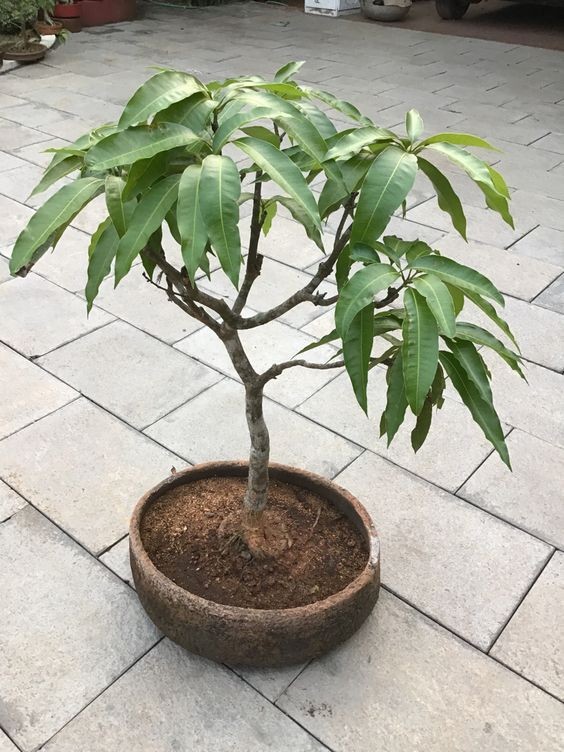 CÂY XOÀI GIỐNG TRỒNG CHẬU DFSGDFG (ccaay giống đối chứng)