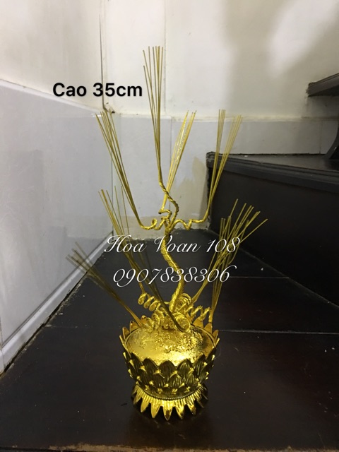 Gốc cây kim tiền