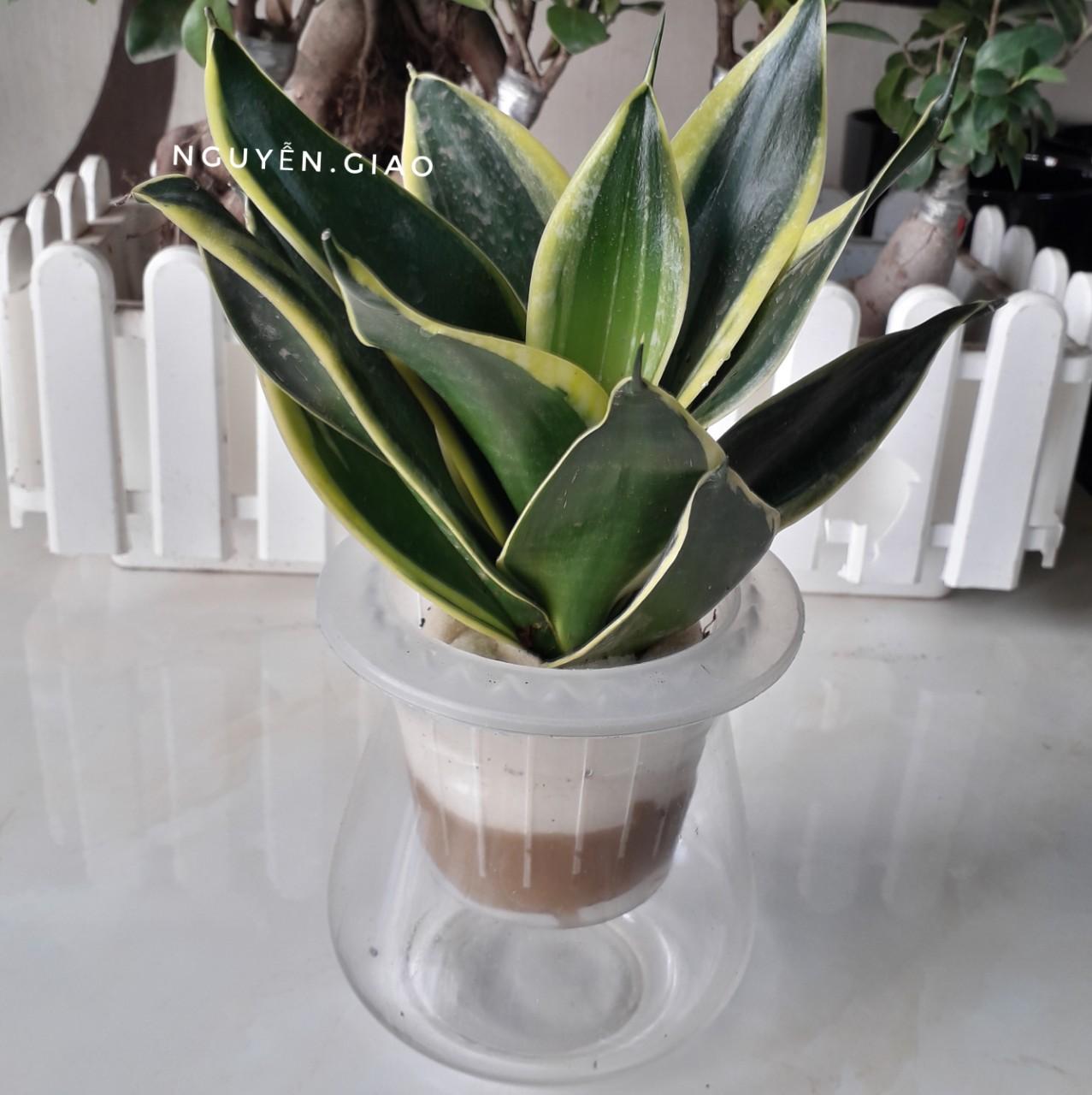 Cây Lưỡi Hổ Thái Thủy Sinh