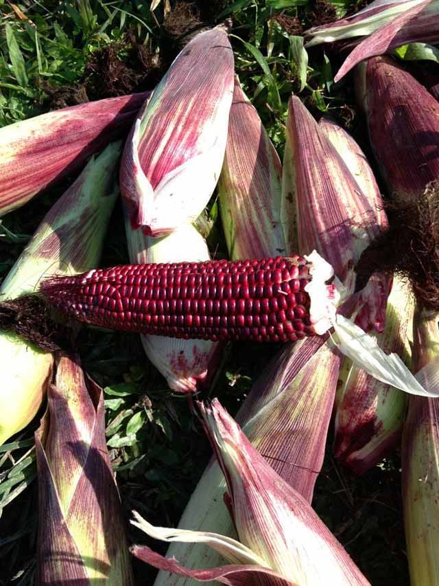 Hạt giống ngô ngọt vàng F1 - 1 gói 5gram