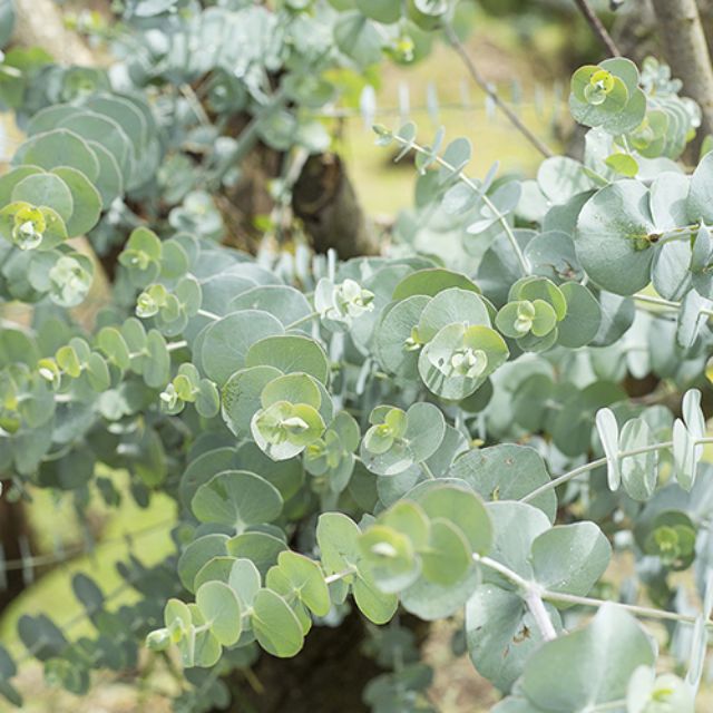 Chậu cây Khuynh Diệp - Đô La Bạc - Bạch Đằng cảnh - Silver Dollar Tree - Eucalyptus cinerea (Argyle Apple)