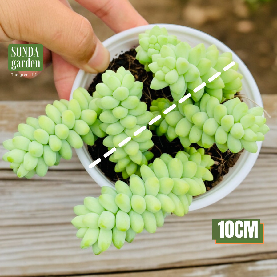 SEN ĐÁ CHUỖI NGỌC BI SIZE TRUNG BÌNH LỖI 1 ĐỔI 1