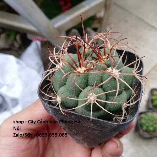 Combo 3 cây xương rồng ( gửi cây ngẫu nhiên khác nhau )
