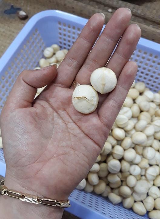 HẠT MACCA SẤY ĐĂK LĂK DAMACA NGUYÊN PHƯƠNG (HỘP 500GR SANG TRỌNG)