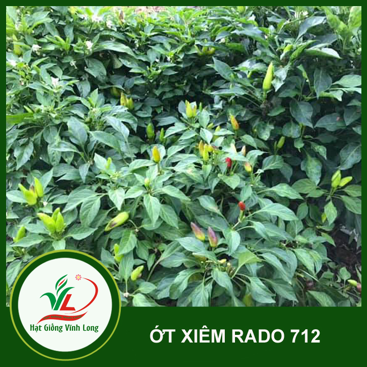 Hạt giống ớt xiêm RD 712 - 0.1g