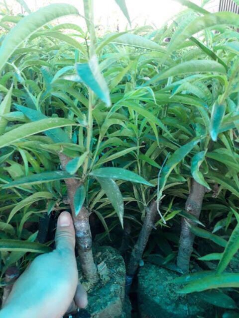 Giống Đào Bích.Đào Phai.Trồng 1 Năm Có Hoa.