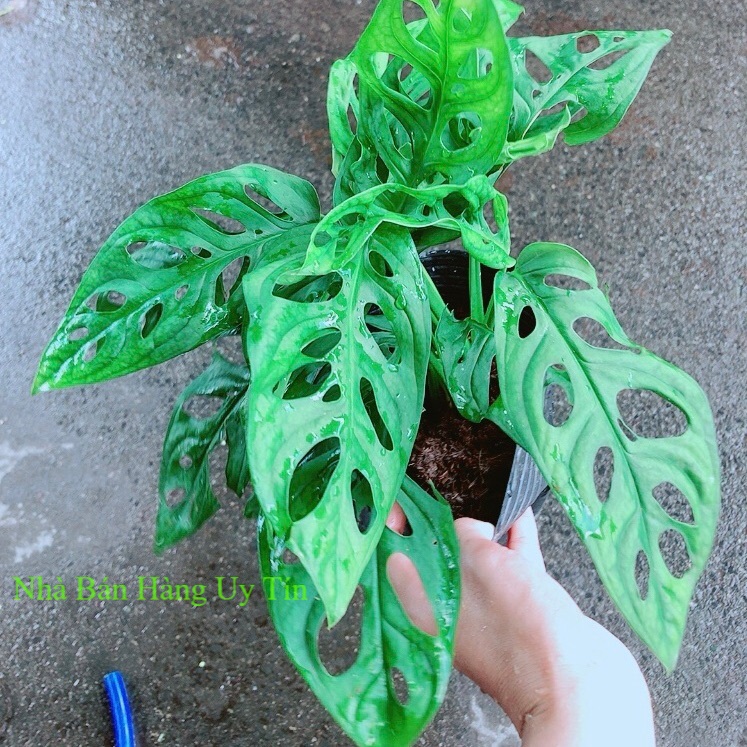 Trầu bà lỗ