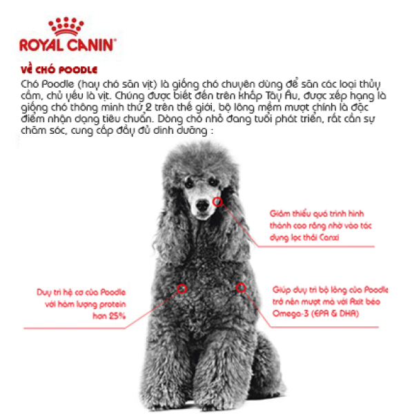 Hạt Royal Canin Poodle Adult Cho Chó Poodle Trưởng Thành|Thức ăn vặt cho chó|Thức ăn hạt cho chó|Thức ăn cho thú cưng|Thức ăn vặt cho thú cưng|snack cho chó|thức ăn cho chó|đồ ăn chó|thức ăn cho chó con|thức ăn hạt cho chó trưởng thành