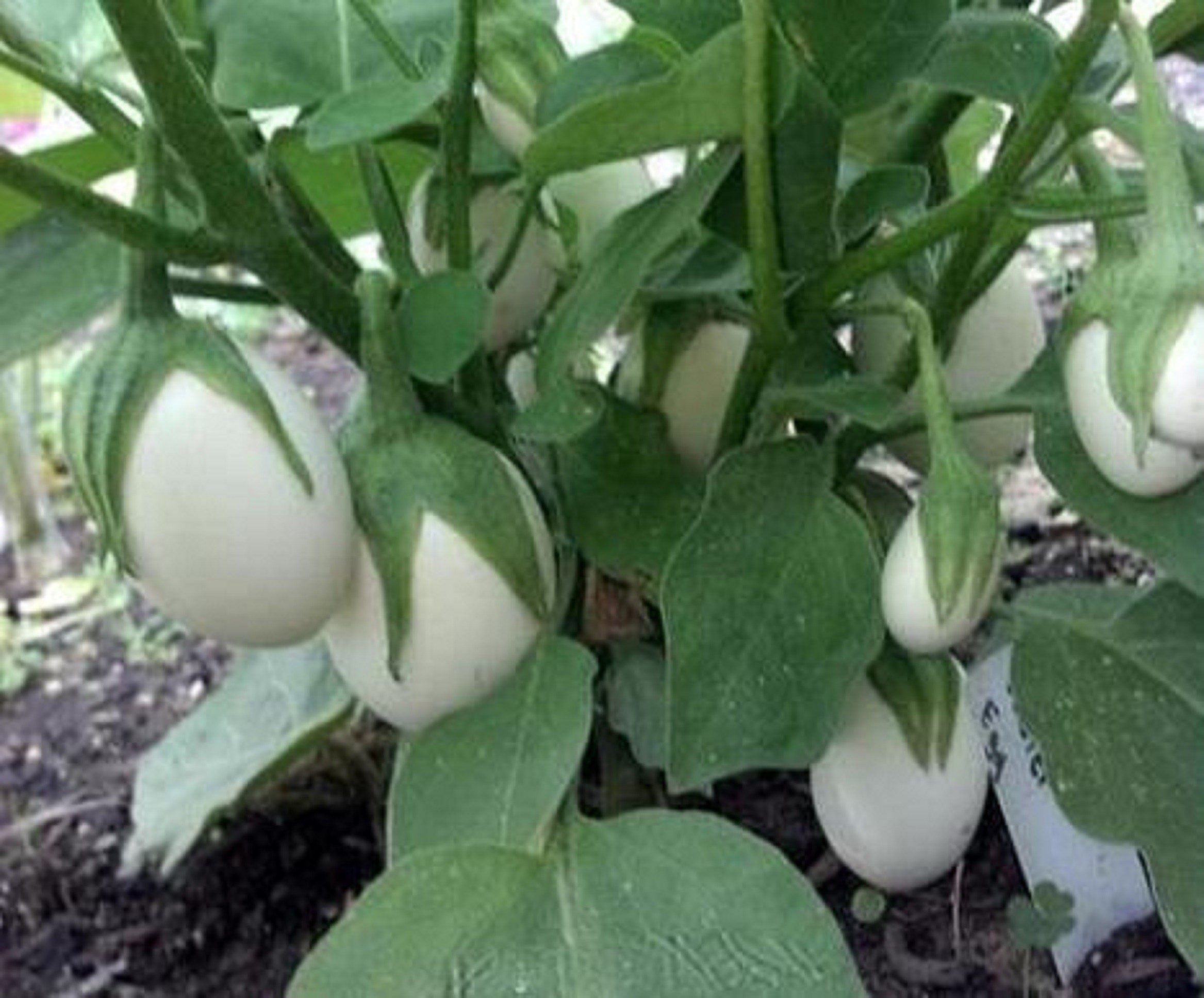 Hạt Giống Cà Pháo Trái Nhỏ (Cà pháo Trứng Trắng)- Gói 1 Gram