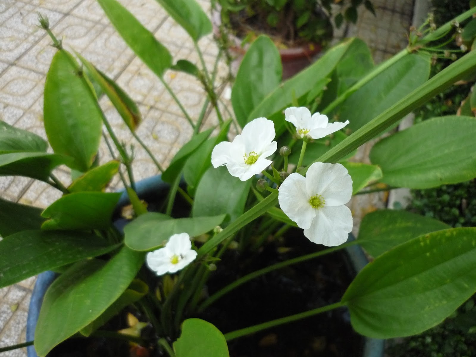 Cây BÁCH THỦY TIÊN, THỦY SINH