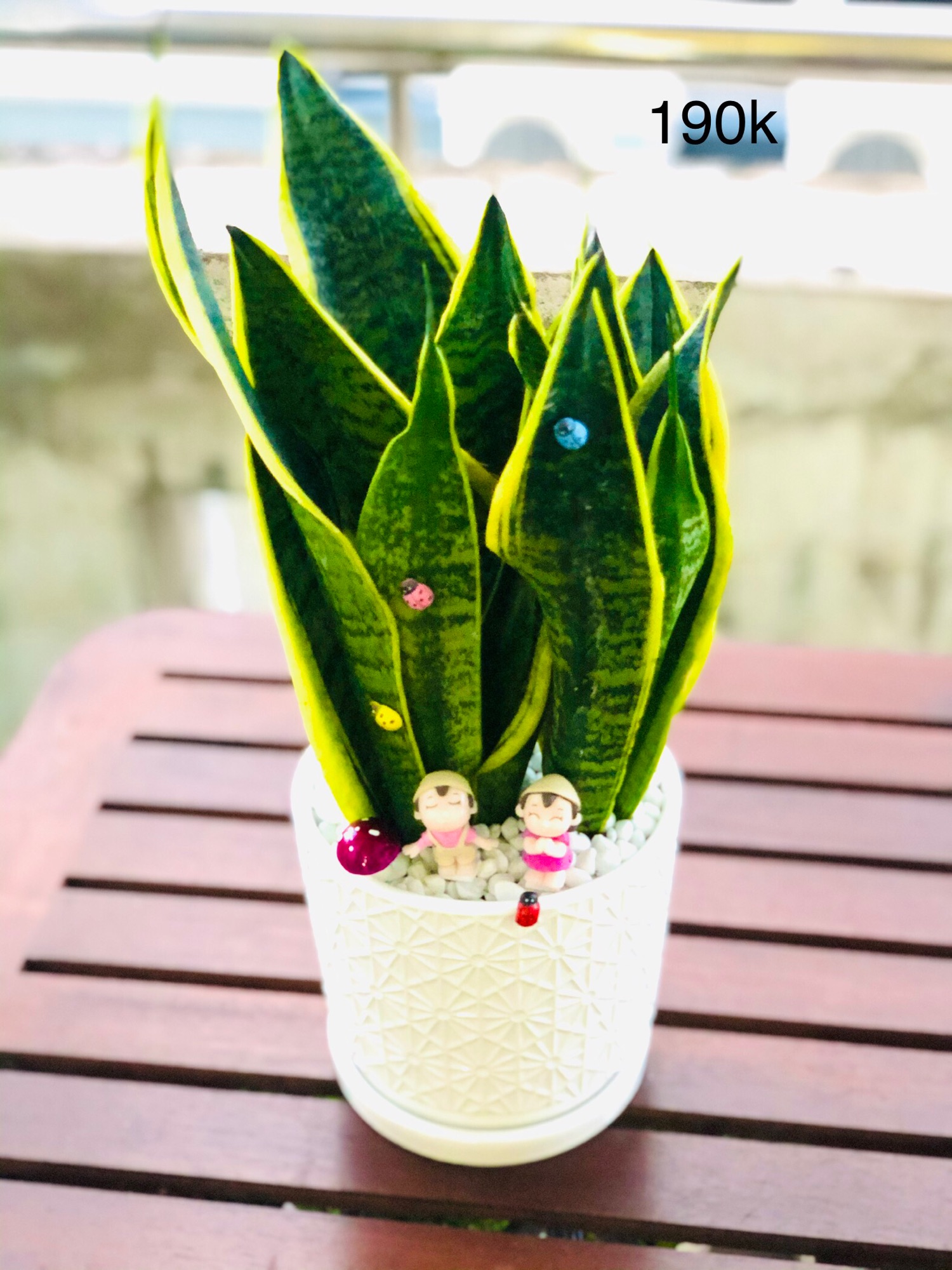 Chậu lưỡi hổ lớn để bàn