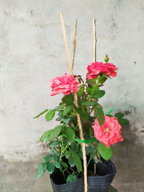 [Cây giống hoa] Hồng cổ Tàu màu hồng - form bông cực to lâu tàn (hồng bụi) size chậu C9 - CayGiongTot