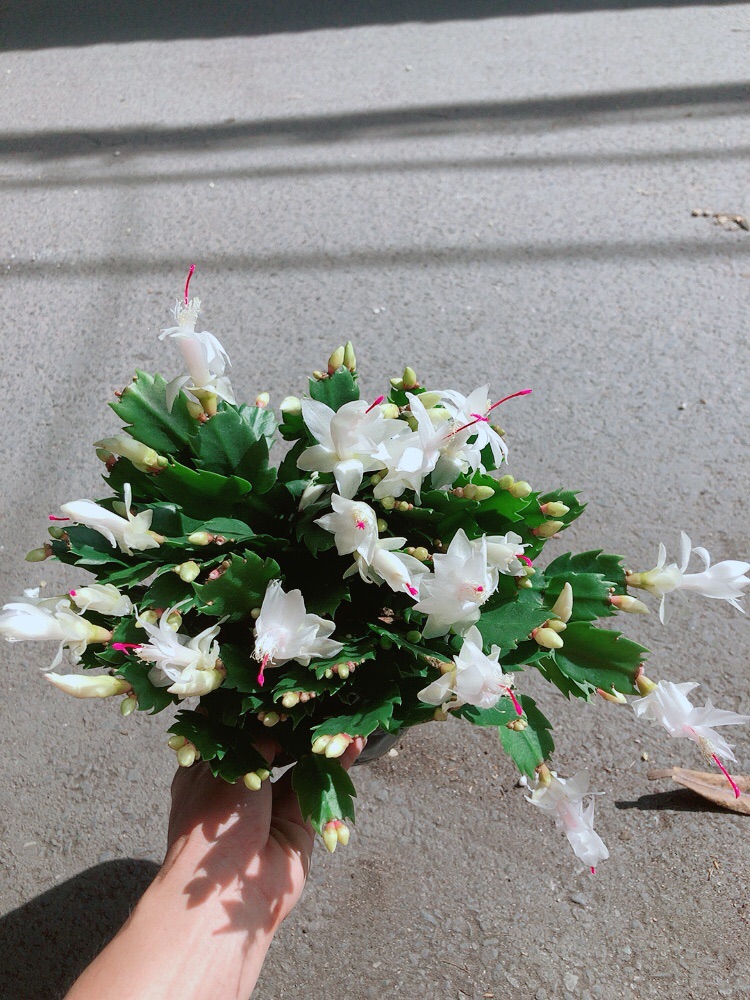 Chậu Hoa Tiểu Quỳnh Màu Trắng