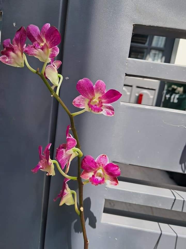 HOA LAN ĐỎ TÍM CHỚP XỔ 5%
