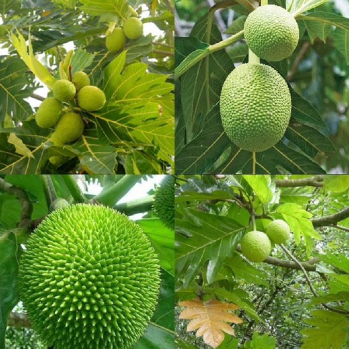 cây sa kê