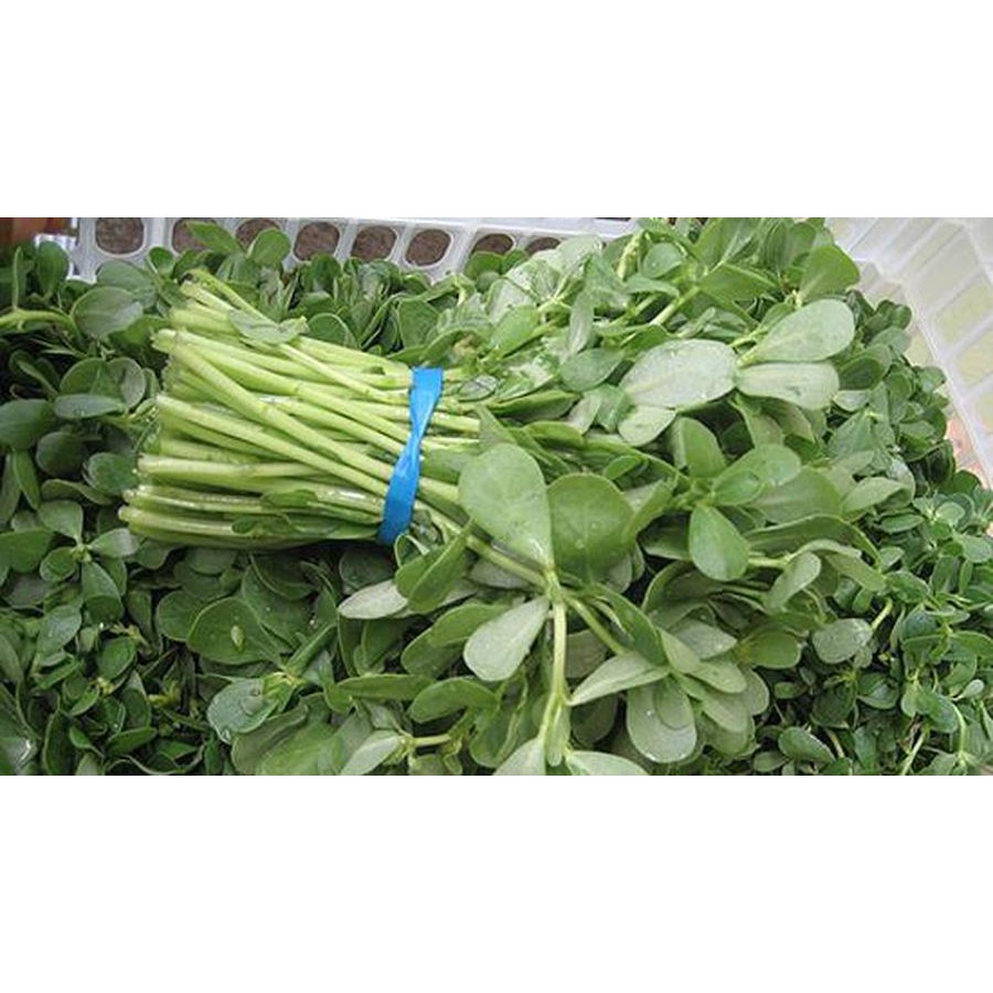 Hạt giống rau sam đất 0.5gr