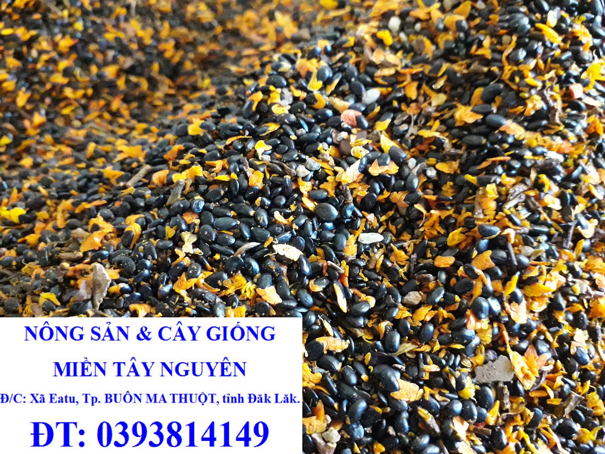 1 kg hạt giống keo tai tượng