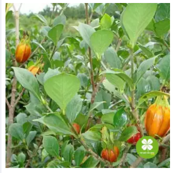 Hạt dành dành (gói 1kg) - DTX132