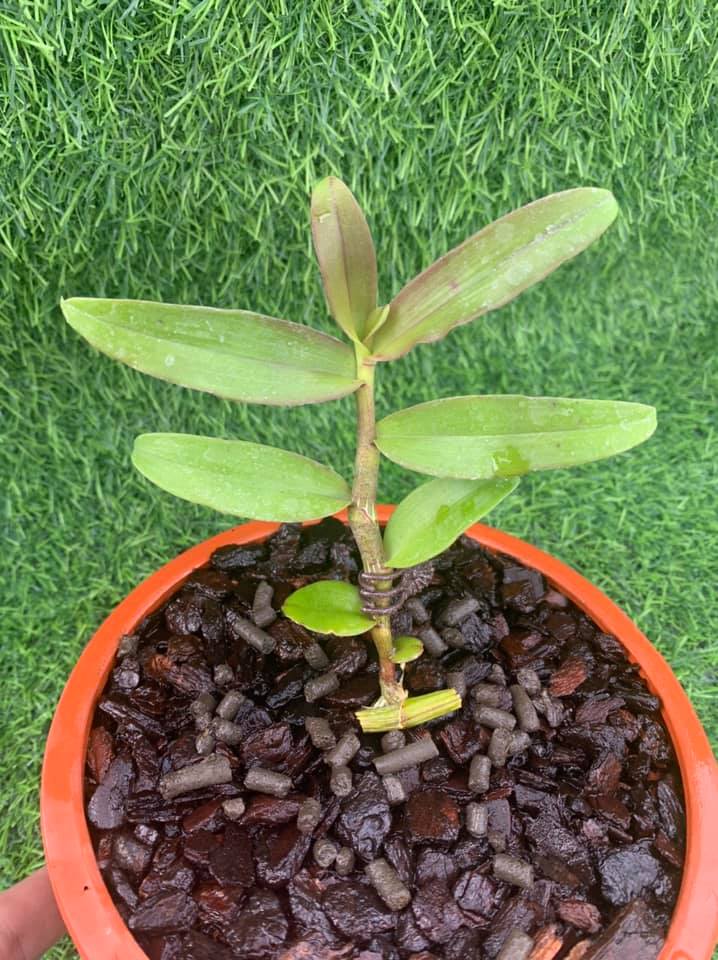 Lan Phi Điệp 🍀FREESHIP🍀 Hồng Mỹ Nhân  [ Ươm Kie ]
