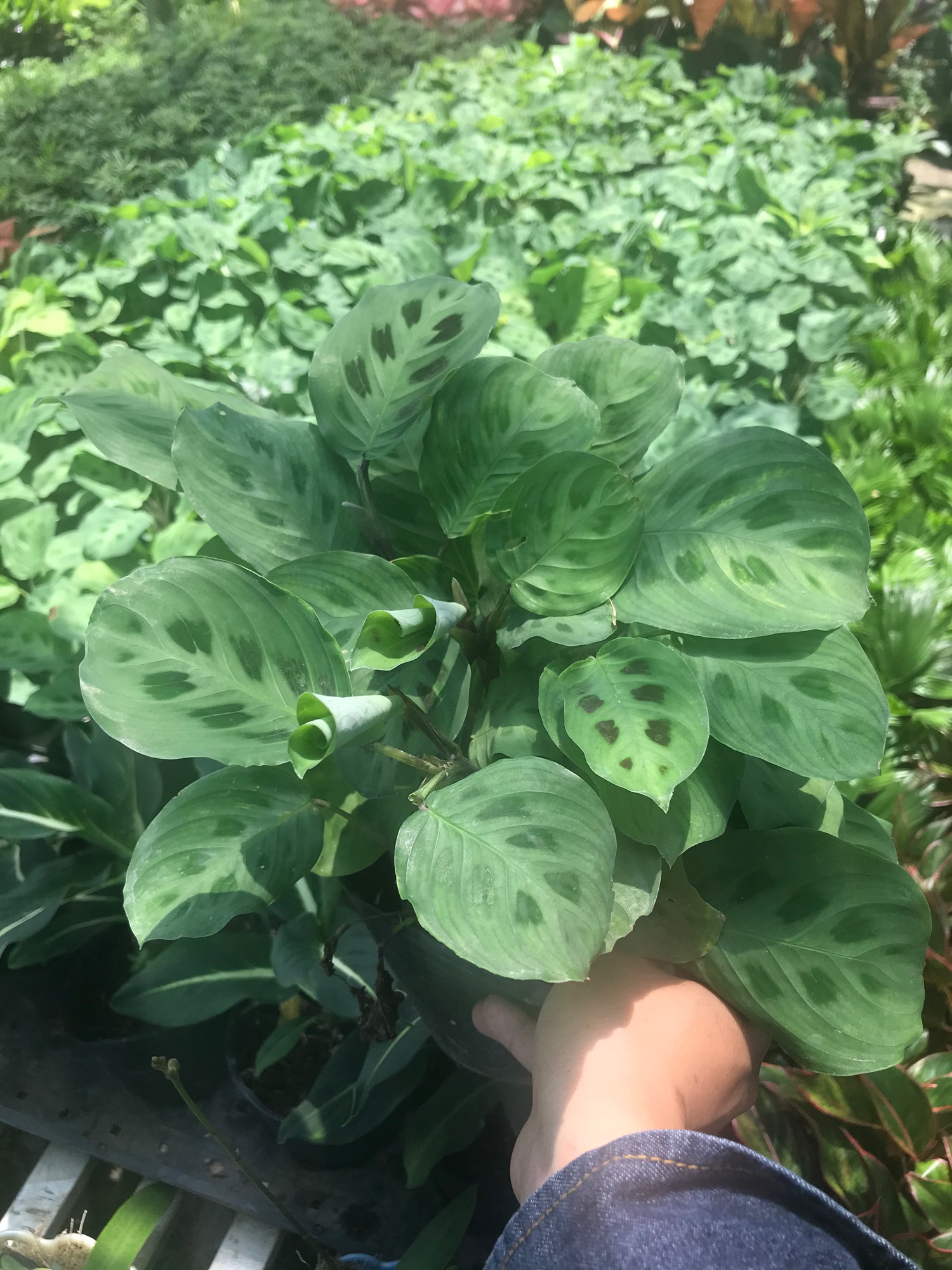 Đuôi công xanh+ tặng phân bón cho cây