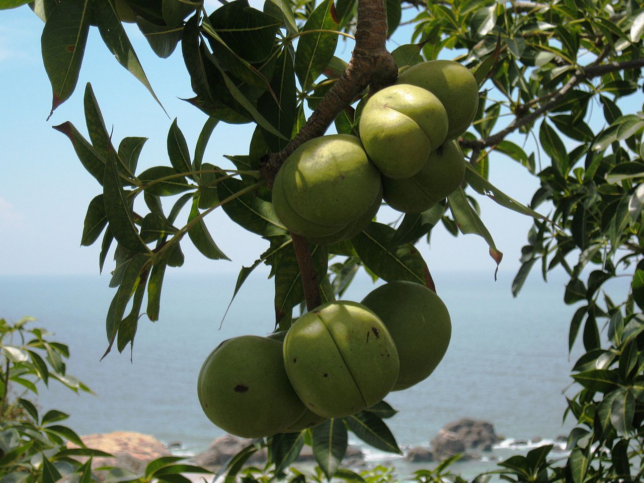 500gram hạt giống mủ trôm